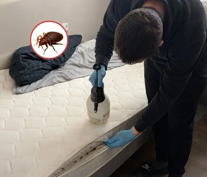 Technicien traitant un matelas contre les punaises de lit à Persan